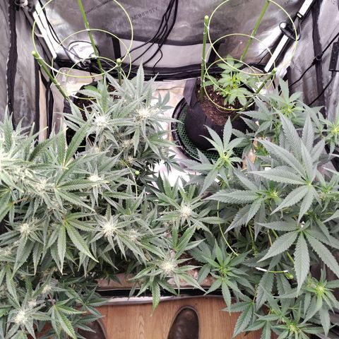 Banana Purple Punch #2 growlog timeline photo