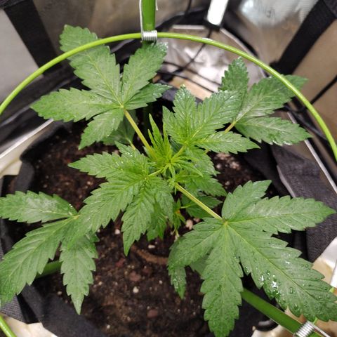 Forbidden Runtz  #1 growlog timeline photo