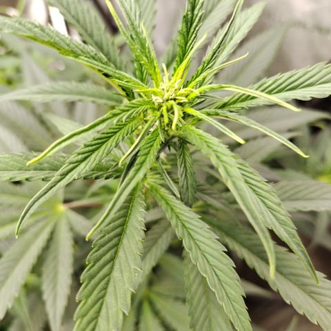 Banana Purple Punch #2 growlog timeline photo