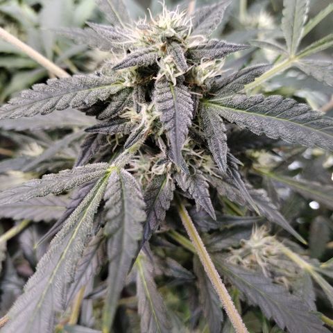Wedding Glue  #4 growlog timeline photo