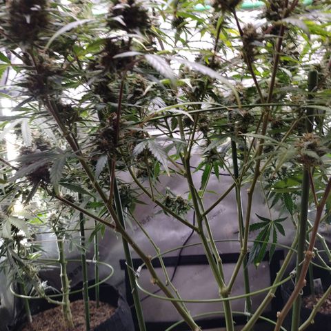 Wedding Glue  #4 growlog timeline photo