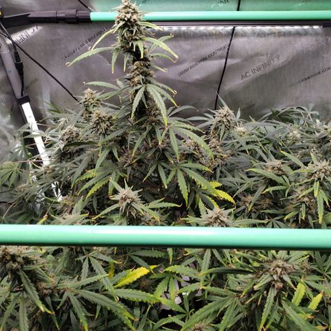 Wedding Glue  #4 growlog timeline photo