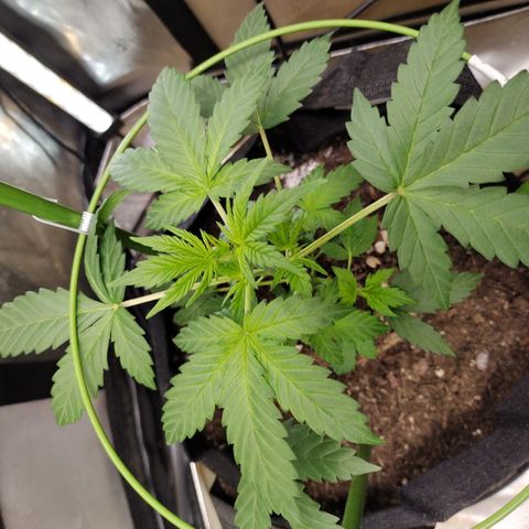 Forbidden Runtz  #1 growlog timeline photo