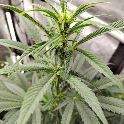 Banana Purple Punch #2 growlog timeline photo