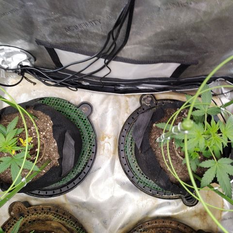 Banana Purple Punch #2 growlog timeline photo