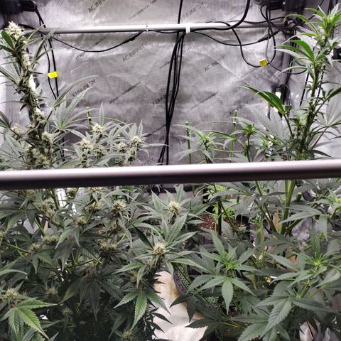 Banana Purple Punch #2 growlog timeline photo