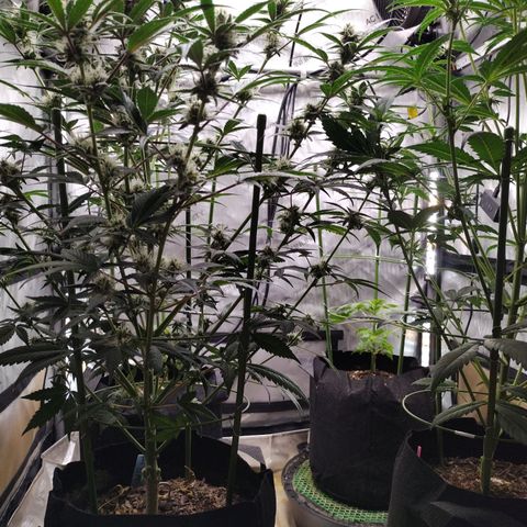 Banana Purple Punch #2 growlog photo: After Lollipopping 