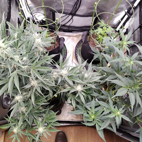 Banana Purple Punch #2 growlog photo: After Lollipopping 