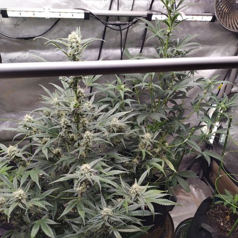 Banana Purple Punch #2 growlog photo: After moving plants 