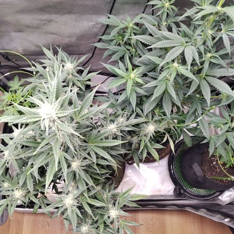 Banana Purple Punch #2 growlog timeline photo