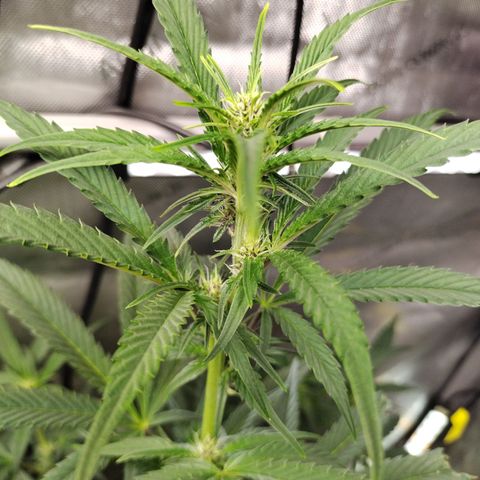 Banana Purple Punch #2 growlog timeline photo