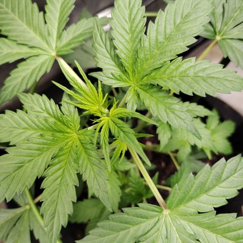 Forbidden Runtz  #1 growlog timeline photo