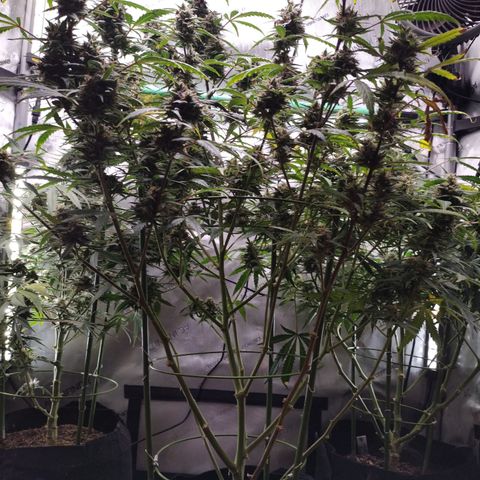 Wedding Glue  #4 growlog timeline photo