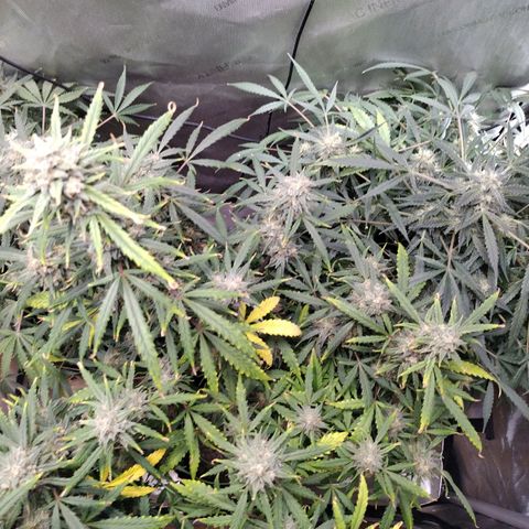 Wedding Glue  #4 growlog timeline photo