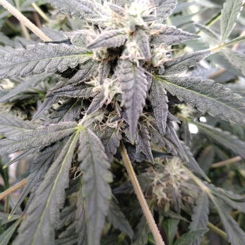 Wedding Glue  #4 growlog timeline photo