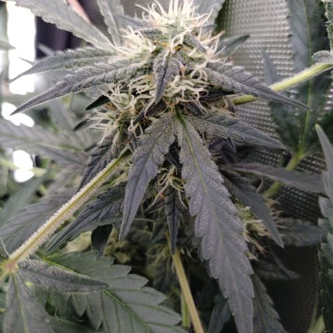 Wedding Glue  #4 growlog timeline photo