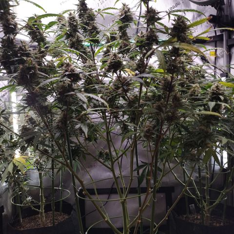 Wedding Glue  #4 growlog timeline photo
