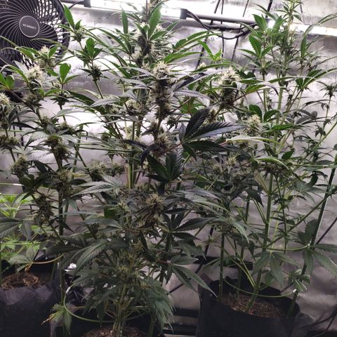 Banana Purple Punch #2 growlog timeline photo