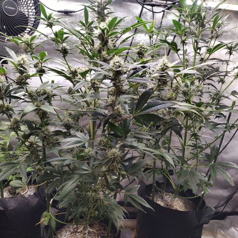 Banana Purple Punch #2 growlog timeline photo