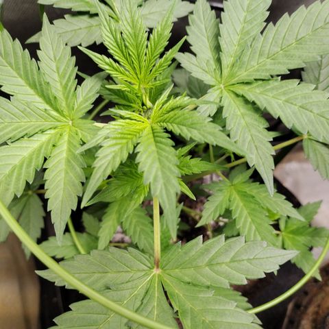 Forbidden Runtz  #1 growlog timeline photo