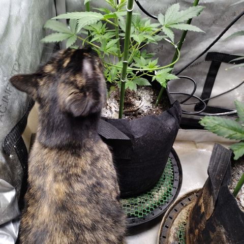 Banana Purple Punch #2 growlog timeline photo