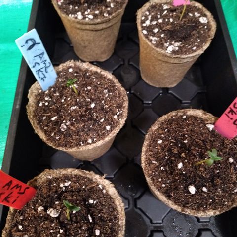 Amnesia Zkittlez  #3 growlog photo: Cow Pots DAY ONE 