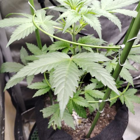 Forbidden Runtz  #1 growlog timeline photo