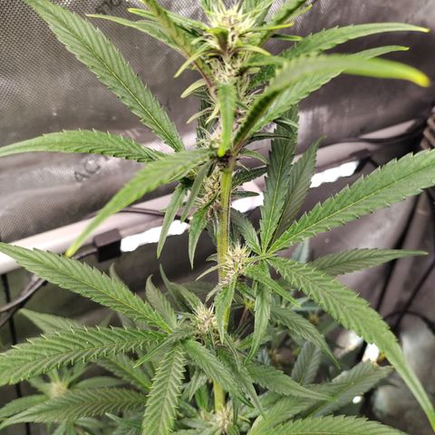 Banana Purple Punch #2 growlog timeline photo