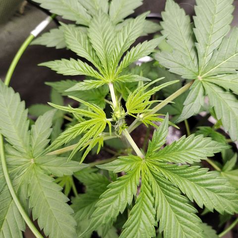 Forbidden Runtz  #1 growlog timeline photo