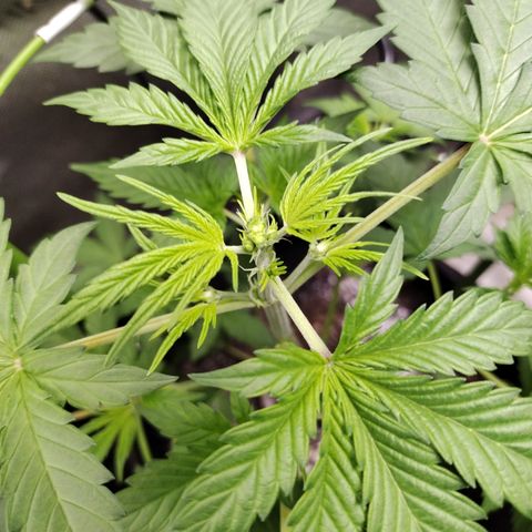 Forbidden Runtz  #1 growlog photo: After FIM 