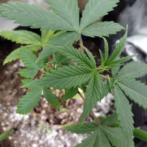 Banana Purple Punch #2 growlog photo: After FIM 