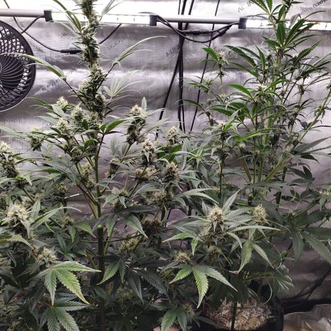 Banana Purple Punch #2 growlog timeline photo