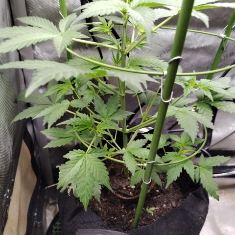 Forbidden Runtz  #1 growlog timeline photo