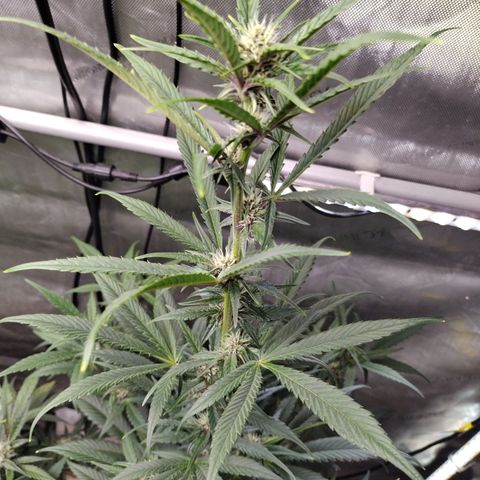 Banana Purple Punch #2 growlog timeline photo