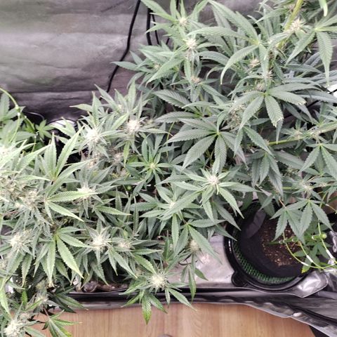 Banana Purple Punch #2 growlog timeline photo