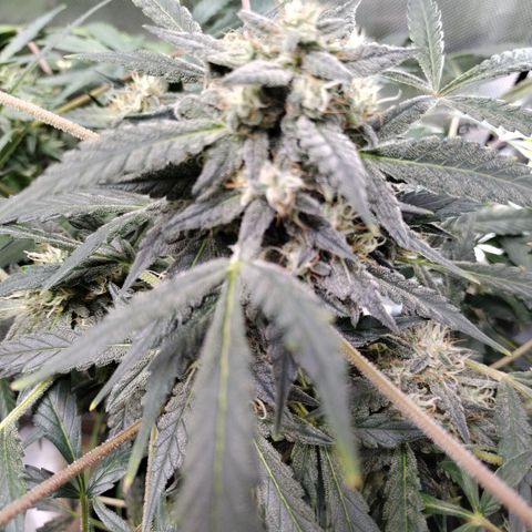 Wedding Glue  #4 growlog timeline photo
