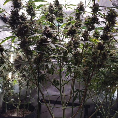 Wedding Glue  #4 growlog timeline photo