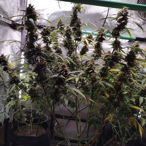 Wedding Glue  #4 growlog timeline photo