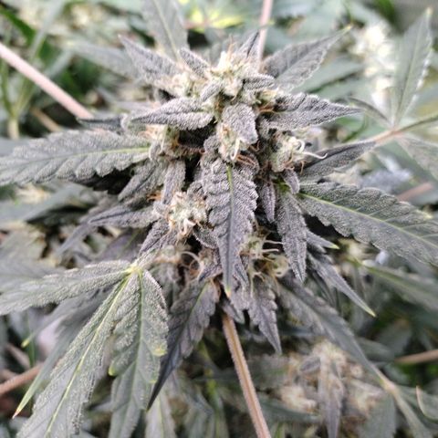 Wedding Glue  #4 growlog timeline photo