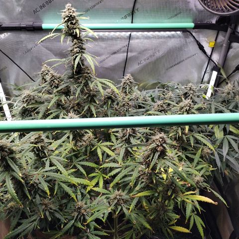 Wedding Glue  #4 growlog timeline photo