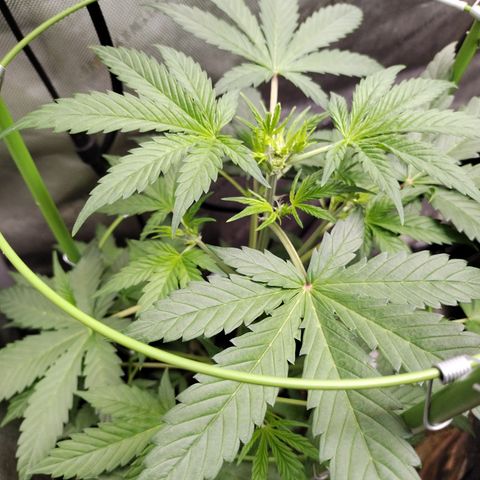 Forbidden Runtz  #1 growlog timeline photo