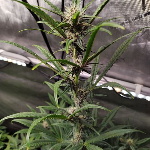 Banana Purple Punch #2 growlog timeline photo