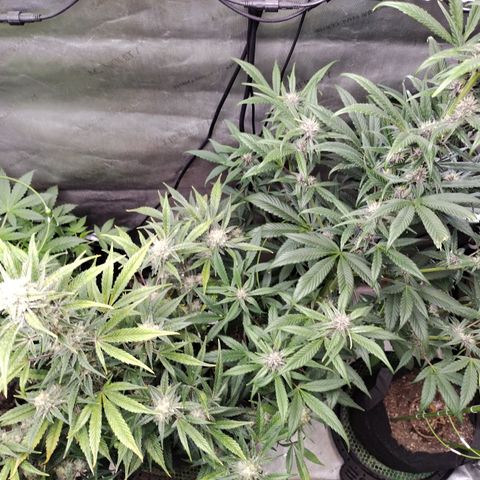 Banana Purple Punch #2 growlog timeline photo