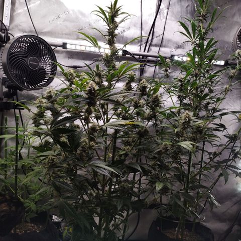 Banana Purple Punch #2 growlog timeline photo