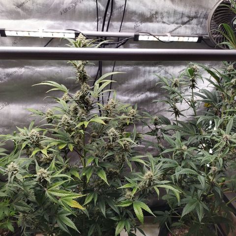 Banana Purple Punch #2 growlog timeline photo