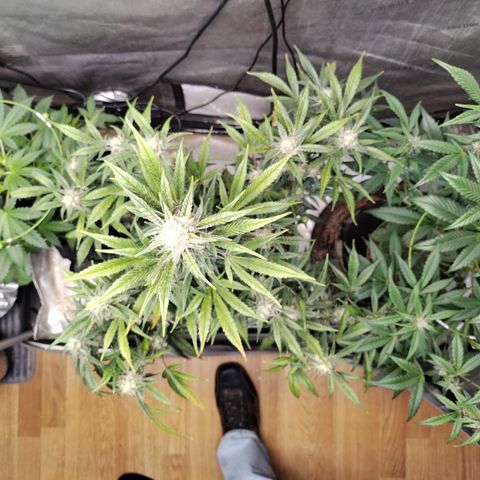 Banana Purple Punch #2 growlog timeline photo
