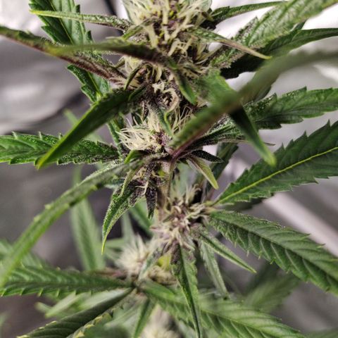 Banana Purple Punch #2 growlog timeline photo