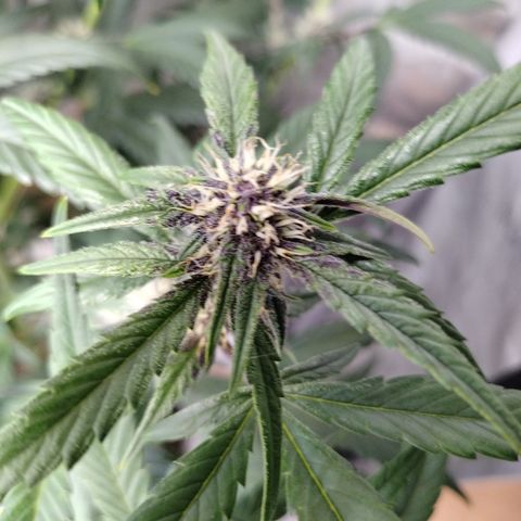 Banana Purple Punch #2 growlog timeline photo