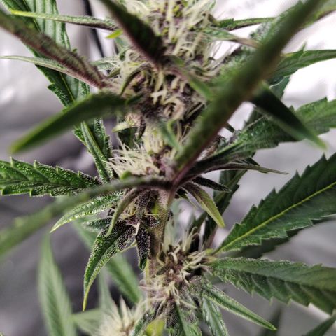 Banana Purple Punch #2 growlog timeline photo