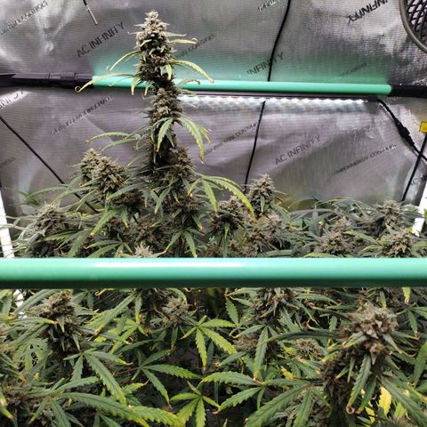 Wedding Glue  #4 growlog timeline photo